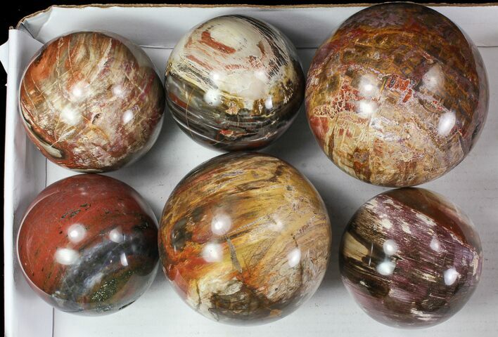 Lot: Petrified Wood Spheres - - Madagascar #77959
